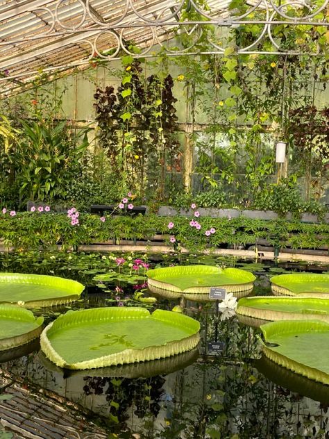 London Botanical Garden, London Kew Gardens, London Garden Aesthetic, Aesthetic Botanical Garden, Botanical Garden Date Aesthetic, Kew Garden London, Kew Gardens Aesthetic, Botanic Garden Aesthetic, London Aesthetic Summer