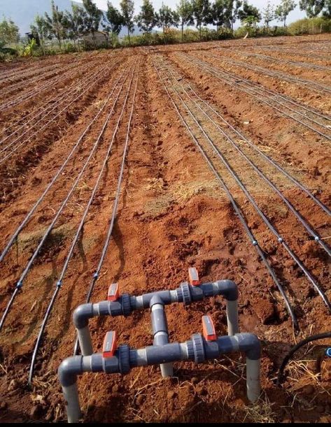 Drip irrigation with hydrants to irrigate land in sections Irrigation System Design, Decorative Solar Garden Lights, Irrigation Diy, Vertical Vegetable Gardens, Farming Technology, Crop Farming, Garden Watering System, Irrigation Systems, Farm Plans