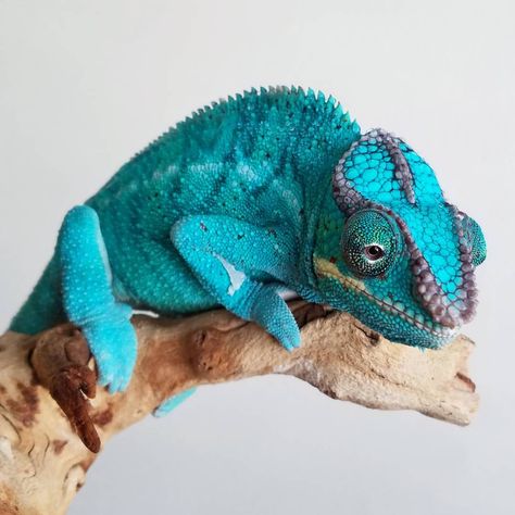 Blue Demon an amazing looking cham cant wait to breed him #nosybe #pantherchameleon #chameleon #camaleon #nosybepantherchameleon #furciferpardalis #chamkingdom #igersmadagascar #chameleonkingdom #dinosaur #dinosaurs #reptile #igersmadagascar #risemadagascar #reptilesofig #exoticpets #chameleons #madagascar #lizards #pets #petsofig #chameleonforum #lizardsofinstagram #lizardsofig #chameleonlover #chameleonlovers #chameleons_of_instagram #chameleonsofinstagram #chameleonforums #futurebreeder... Lizard Terrarium, Reptile Room, Blue Demon, Blue Lizard, African Cichlids, Beautiful Snakes, Chameleons, Funny Animal Quotes, Reptiles And Amphibians