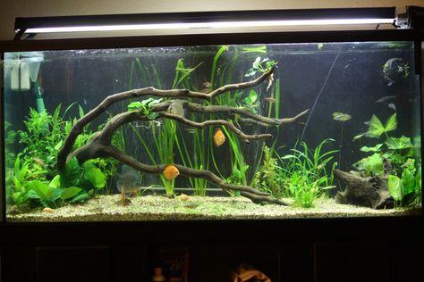 Unique Fish Tanks, 55 Gallon Tank, Discus Tank, Cool Fish Tanks, Fish Tank Design, Aquarium Driftwood, Aquarium Terrarium, Fresh Water Fish Tank, Live Aquarium Plants