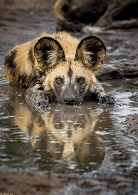 African Dog, African Hunting Dog, African Hunting, Painted Dogs, Dog Tumblr, Animal Photography Wildlife, Wild Animals Photography, Painted Dog, Wild Photography