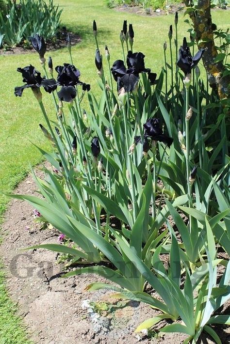 Black Bearded Iris, Spooky Garden, Black Plants, Bush Garden, Dark Garden, Goth Garden, Tall Bearded Iris, Backyard Plants, Gothic Garden