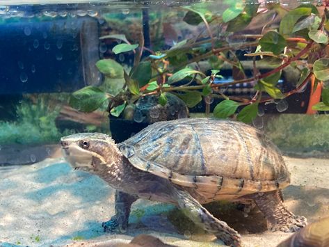 #muskturtle Mud Turtle, Musk Turtle, Aquatic Turtles, Turtles, Diet, Animals, Quick Saves