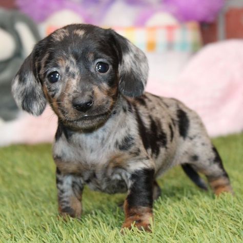 Anya, a Red Female Dachshund Puppy 757846 | PuppySpot Dapple Dachshund Puppy For Sale, Minature Daschund Puppies, Daschund Puppies For Sale, Dapple Dachshund Miniature, Teacup Dachshund, Mini Dachshund Puppies, Miniature Dachshund Puppy, Poodle Mix Puppies, Daschund Puppies