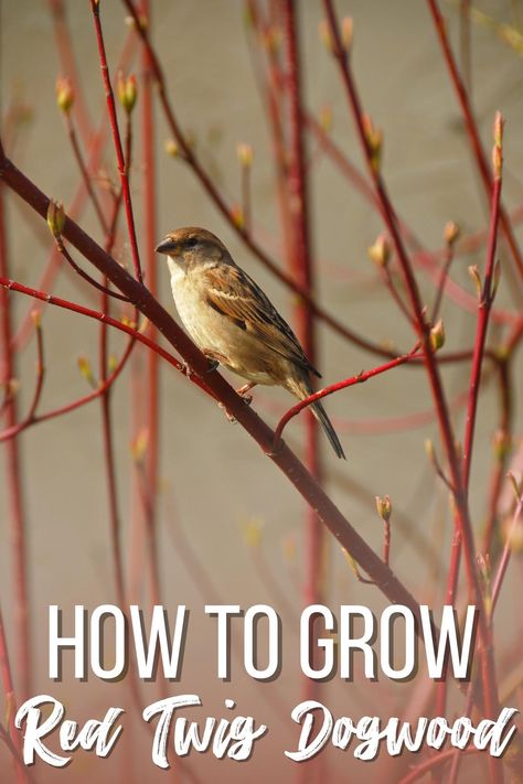 Red Stem Dogwood, Arctic Fire Red Twig Dogwood, Dogwood Bush Shrubs, Red Twig Dogwood Companion Plants, Red Twig Dogwood Landscape, Red Twig Dogwood Shrub, Variegated Red Twig Dogwood, Dogwood Bush, Yellow Twig Dogwood