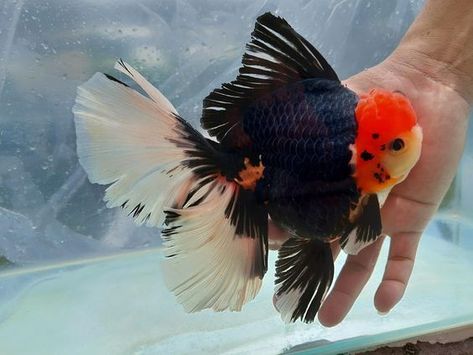 Oranda Fish, Goldfish Oranda, Goldfish Species, Goldfish Breeding, Fish Anatomy, Oranda Goldfish, Pet Goldfish, Fancy Goldfish, Social Media Specialist