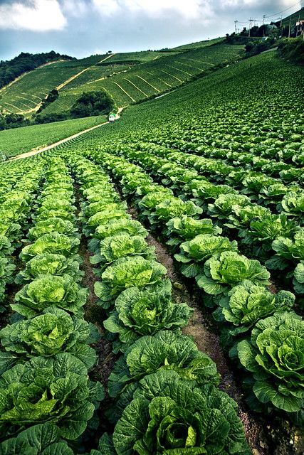 Fruit Garden, Vegetable Garden Design, Agriculture Photography, Cabbage Plant, Commercial Farming, Farm Plans, Vegetable Farming, Farm Lifestyle, Smart Garden