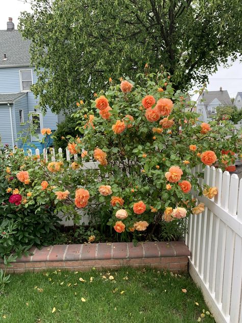 Orange Rose Bush, Rose Bush Front Yard, Flower Bushes, Rose Bushes Landscape Front Yards, Rose Bushes Landscape, Rose Bushes, Gardening Design Diy, Drift Roses, Landscaping With Roses