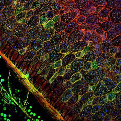 confocal microscopy of plant tissues Artful Photography, Confocal Microscopy, Small Structures, Nature Shapes, Animal Cells, Nature Patterns, Microscopic Photography, Futuristic Space, Micro Photography