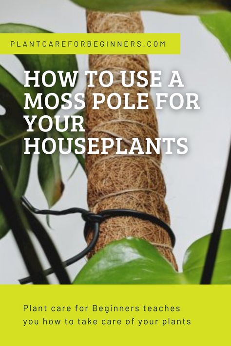 Miss Pole Plants, How To Make A Moss Pole, Benefits Of Indoor Plants, Houseplant Ideas, Indoor Orchids, Plant Care Guide, Moss Pole, Arrowhead Plant, Succulent Ideas