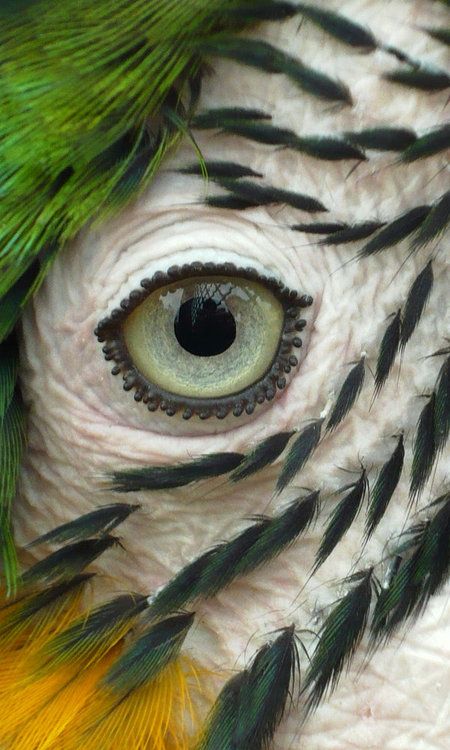 A parrots eye -- kinda cool and a wee bit creepy Animals Eyes, Animal Close Up, Animal Features, Regard Animal, رسم كاريكاتير, Micro Photography, Animal Eyes, Painting Reference, Inspiration Nature