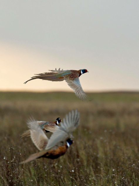 Upland Hunting, Pheasant Hunting, British Birds, Bird Hunting, Hunting Gifts, Wild Game, Game Birds, Pheasant, Outdoor Life