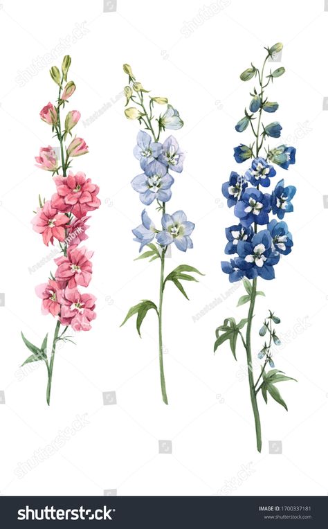 Delphinium Illustration, A Flower Drawing, Delphinium Tattoo, Larkspur Flower Tattoos, Larkspur Tattoo, July Birth Flower, Larkspur Flower, Delphinium Flowers, Blue Rose Tattoos