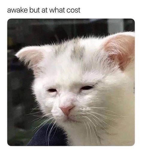 Awake but at what cost Funny Good Morning Memes, But At What Cost, Good Morning Handsome, Morning Memes, Good Morning Funny, Good Morning Sunshine, Morning Humor, Funny Cat Memes, Pontiac Gto