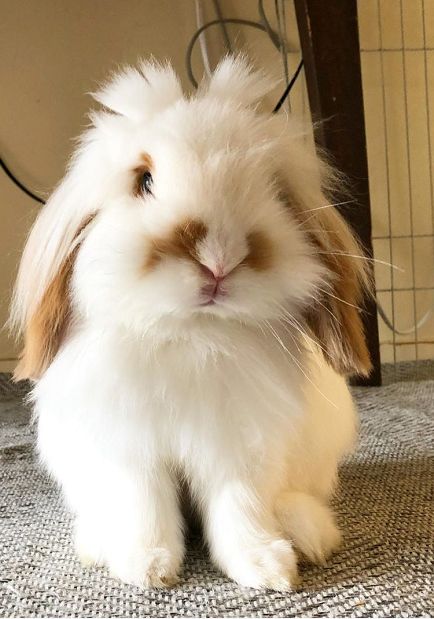 Cute Rabbit Pictures, Miss Video, American Fuzzy Lop, Diy Bunny Toys, Cutest Bunny Ever, Pet Bunny Rabbits, Rabbit Pictures, Cutee Animals, Bunny Care