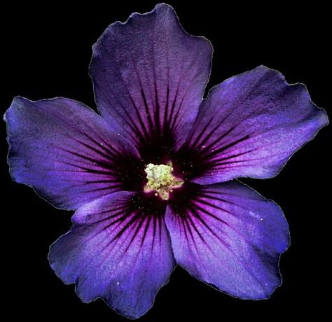 Purple Flower Icon, Purple Nature Aesthetic, Dark Colored Flowers, Dark Lotus Flower, Dark Flowers Aesthetic, Scary Flowers, Dark Flower Aesthetic, Purple Flowers Aesthetic, Purple Hibiscus Flower