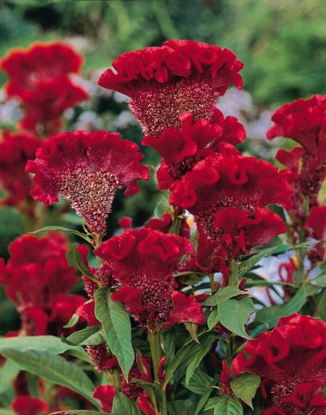 Celosia Argentea, Celosia Flower, Full Sun Plants, Bee Garden, Sun Plants, Annual Flowers, Nature Garden, Amaranth, Annual Plants