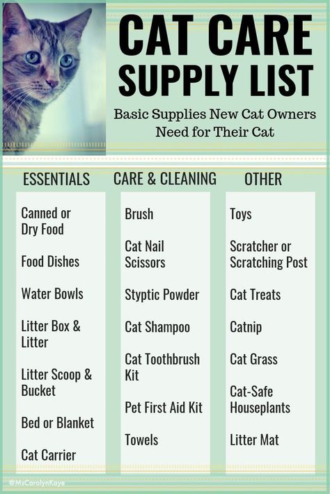 Cat Supplies List, Cat Shampoo, Cat Essentials, Cat Hacks, Cat Care Tips, Kitten Care, New Cat, Cat Items, Cat Parenting