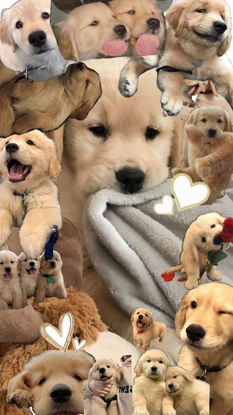 The unbearable cuteness of a golden retriever puppy Golden Retriever Wallpaper, Puppy Wallpaper, A Golden Retriever, Golden Retriever Puppy, Retriever Puppy, Cute Cartoon Wallpapers, Cartoon Wallpaper, Puppy Love, Cute Cartoon