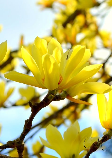 Magnolia Butterflies, Star Magnolia, Magnolia Art, Yellow Magnolia, Beautiful Flowers Images, Beautiful Flowers Photos, Magnolia Trees, Tree Care, Magnolia Flower