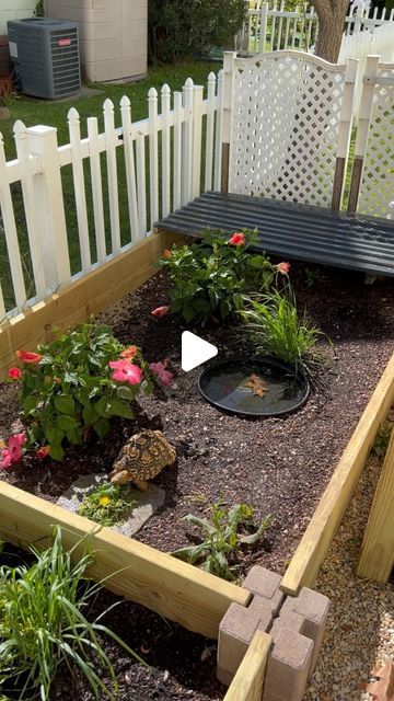 @beerus_andgoku on Instagram: "2024 Spring/Summer set up for the turtles. Just waiting for some grass/weeds to grow in. 🌿☘️🌱🌺  Featured in this video we have: Beerus (leopard tortoise) Goku (eastern box turtle) Butters (pancake tortoise)" Raised Garden Bed For Tortoise, Turtle Homes Ideas Outdoor, Tortoise Hideout Diy, Tortoise Outdoor Habitat, Turtle Tank Ideas Outdoor, Box Turtle Enclosure Outdoor, Diy Tortoise House, Leopard Tortoise Enclosure, Outdoor Turtle Enclosure