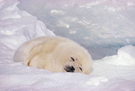 Sleeping Harp Seal Pup Harp Seal Aesthetic, Seal Laptop Wallpaper, Seal Aesthetic, Seal Background, Funny Seal, Cute Baby Seal, Wilderness Animals, Harp Seal Pup, Funny Seals