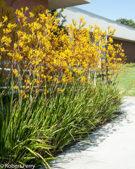 Kangaroo Paw, yellow. Ace Hardware Australian Garden Design, Flowering Perennials, Australian Native Garden, Waterwise Garden, Australian Plants, Australian Garden, Australian Native Plants, Kangaroo Paw, Garden Planner