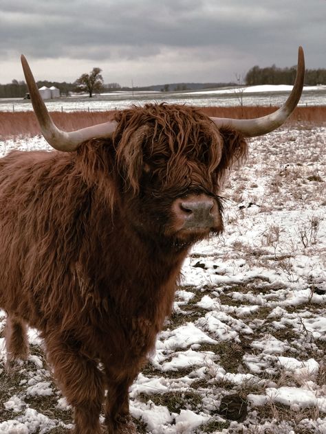 #longhorn #cow #cows #cowgirl #western #southern #aesthetic #cowgirlfashion #cowboy #wrangler #westernoutfit #mountains Highland Cattle Aesthetic, Long Horn Aesthetic, Ox Aesthetic, Livestock Aesthetic, Highland Cow Aesthetic, Hyland Cows, Cows Aesthetic, Cow Hooves, Long Haired Cows