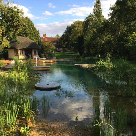 New Demo Pool – Summer 2017 Nature Pool, Natural Ponds, Suffolk House, Bio Pool, Swimming Ponds, Living Pool, Natural Swimming Ponds, Decking Area, Swimming Pond