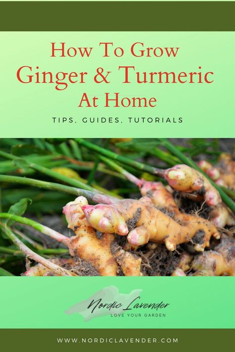 The easy way to grow ginger and tumeric at home! We show you how in this step-by-step article covering all you need to know from preparation to harvest. Ginger And Tumeric, Grow Turmeric, Growing Herbs Indoors, Growing Ginger, Garden Prepping, Avocado Plant, Turmeric Health Benefits, Growing Veggies, Ginger Turmeric