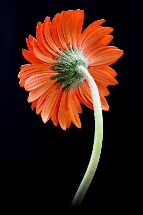 gerbera Gerbera Flower, Gerbera Daisy, Orange Flower, Jolie Photo, Exotic Flowers, Flower Photos, Orange Flowers, Plant Life, Love Flowers