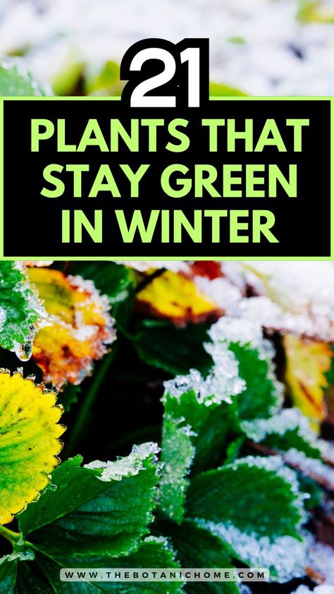 21 best plants that will stay green in winter, showcasing winter gardening ideas and landscaping plants for vibrant outdoor spaces. Outdoor Winter Plants, Perennials Low Maintenance, Flower Garden Layouts, Small Garden Layout, Perennial Garden Plans, Winter Gardening, Full Sun Perennials, Gardening Plants, Best Plants