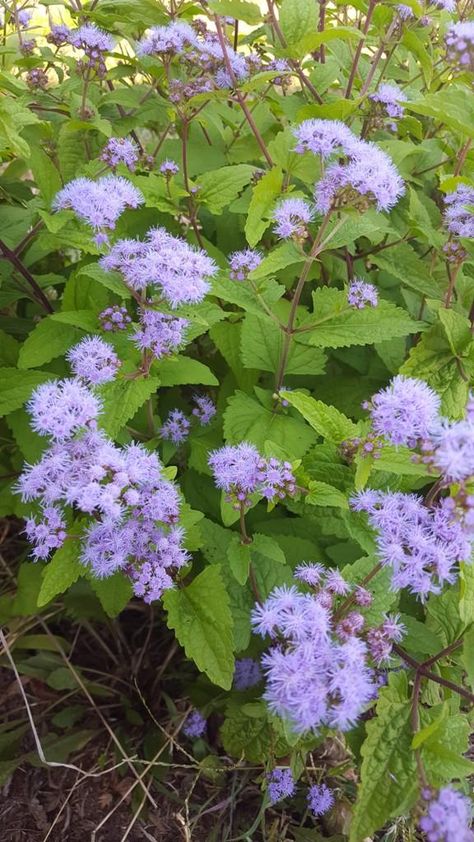 Mist Flower, Bedding Plant, Texas Landscaping, Texas Native Plants, Lake Garden, Garden Centers, Meadow Garden, Future Garden, Bee Garden