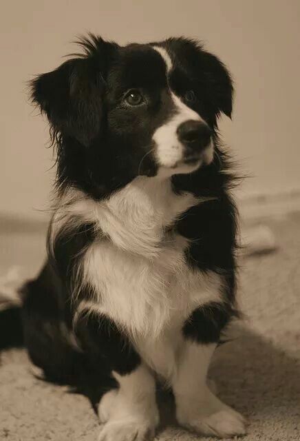 Border Collie Corgi mix    Beautiful White Dog, Border Collie, Black And White, White, Black