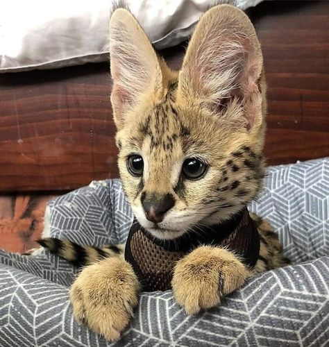 Serval Kitten, Serval Cats, Gatto Carino, Exotic Cats, Pretty Animals, Baby Kittens, Small Cat, Cute Wild Animals, Funny Cat Pictures