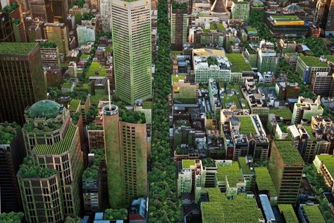 Urban forests: Melbourne's plan to green the city - Government News Nature, Green Roof Design, Roof Gardens, Green Roofs, Rain Water Tank, Healing Garden, Urban Forest, Street Trees, Urban Architecture