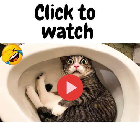 Funniest Animals, Puppy Videos, Funniest Cat, Funny Looking Cats, Funny Puppy, Cat And Dog Videos, Funniest Videos, Funny Video Clips, Funny Animal Photos