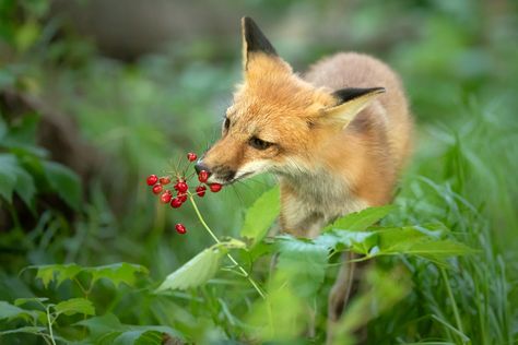 Fox Eating, Arctic Fox Art, Canine Reference, Fox Eat, Fox Kit, Fox Photos, Fox Art Print, Fox Pictures, Pet Snake