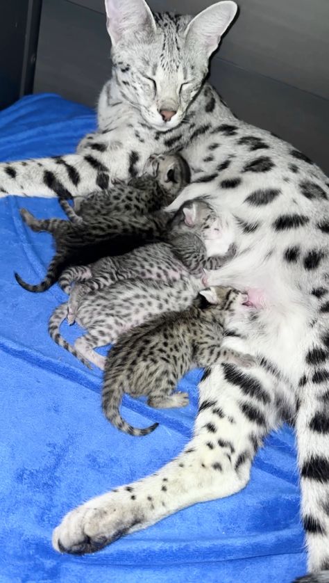 Silver Savannah cats and kittens at Luxury Savannahs. Healthy socialized and amazing quality Savannah kittens available! Savannah Cats, Serval Kitten, Rare Cat Breeds, Savannah Kitten, Serval Cats, Cat Breeder, Kitten For Sale, Savannah Cat, Cute Cats Photos