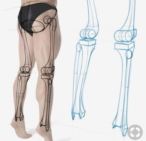 Leg Anatomy, Skeleton Anatomy, Leg Bones, Human Body Anatomy, Anatomy Tutorial, Human Anatomy Drawing, Drawing Course, Human Figure Drawing, Human Anatomy Art