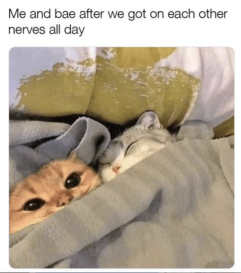 Cute Cat Names, Beautiful Cats Pictures, Cheezburger Cat, Relationship Memes, Cute Memes, Beautiful Cat, Cat Pics, Cat Memes, Pets Cats