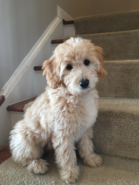 Golden Doodle White And Brown, Cream Labradoodle, Mini Golden Mountain Doodle, Mini Goodlendoodle, Golden Doodle, Miniture Golden Doodles, Mini Goldendoodle Puppies, Doodle Puppy, Super Cute Puppies