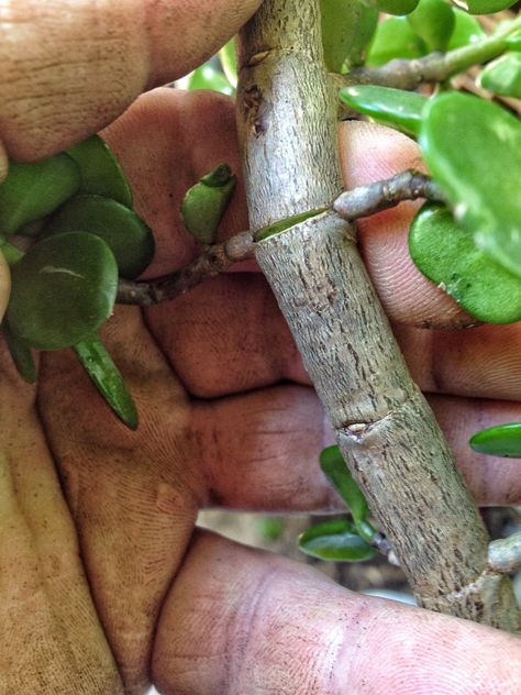 Initial potting and wiring of a dwarf jade – Adam's Art and Bonsai Blog Jade Bonsai Styles, Jade Plant Bonsai, Bonsai Diy, Jade Bonsai, Bonsai Wire, Bonsai Care, Green Island, Jade Plant, Bonsai Styles