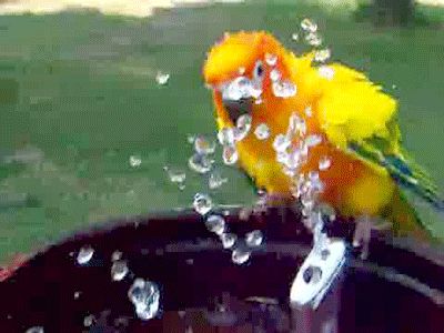 bird bath GIF by Cheezburger - Find & Share on GIPHY Parrot Gif, Pet Bird, Relaxing Bath, Bird Toys, Cute Birds, Bird Lovers, Animal Gifs, Bird Bath