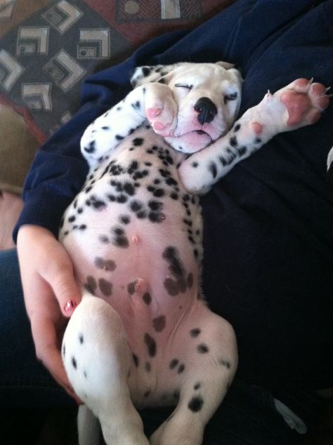 Dog Breeds List, Dalmatian Puppy, Really Cute Dogs, Dalmatian Dogs, Cute Animal Photos, Happy Animals, Dalmatian, Animals Friends, I Love Dogs