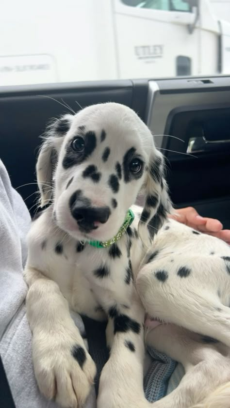 Cute Dogs Dalmatian, Golden Retriever Dalmation Cross, Long Haired Dalmatian Puppy, Long Haired Dalmatian, Dalmation Puppies, Dalmatian Puppies, Cute Small Dogs, Dream Pet, Cute Dogs Images