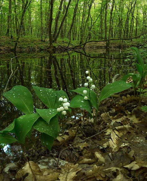 Plant Fungus, Lily Of The Valley Flowers, Valley Flowers, Nothing But Flowers, Pretty Plants, Photo Projects, Nature Aesthetic, In The Forest, Green Aesthetic