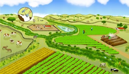 A farming landscape can be co-managed for both produce safety and nature conservation. Promising practices include buffering farm fields with non-crop vegetation to filter pathogens from runoff and planting low-risk crops between leafy green vegetables and grazeable lands.(Illustration by Mattias Lanas and Joseph Burg) Farm Vbs, Farming Landscape, Farm Fields, Farm Field, Design Guidelines, Nature Conservation, Green Vegetables, Food Safety, University Of California