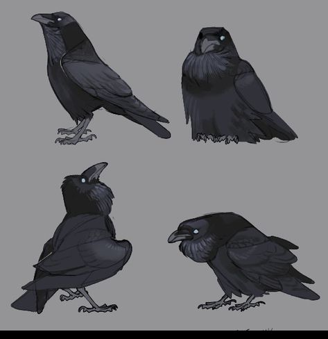 Raven Drawing Reference, Crow Fursona, Raven Character Design, Raven Drawing, Crow Sitting, Crow Drawing, Crow Design, Crow Flying, Crows Drawing