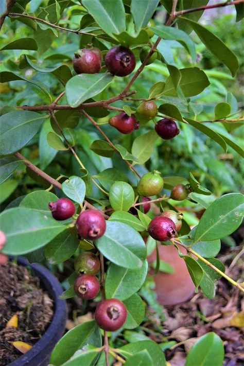 Strawberry Guava Tree, Guava Leaf Tea, Guava Plant, Grapefruit Tree, Fruit Nutrition, Guava Tree, Strawberry Guava, Flowering Cherry Tree, Florida Plants